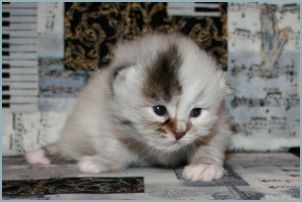 Male Siberian Kitten from Deedlebug Siberians